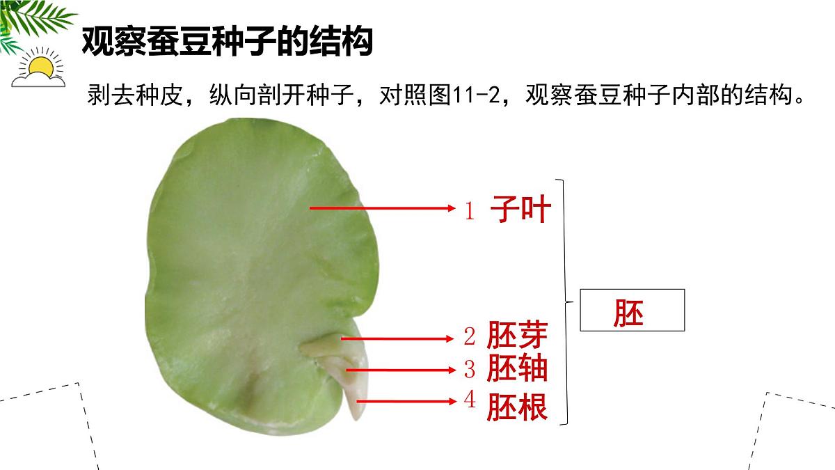 初中 生物 苏科版（2024）七年级下册5.11.1 种子的萌发（第一课时） 课件第4页