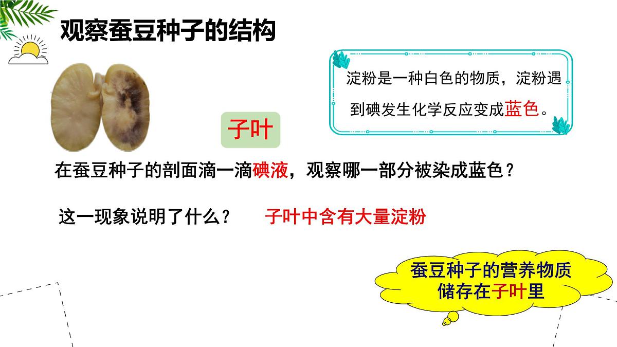 初中 生物 苏科版（2024）七年级下册5.11.1 种子的萌发（第一课时） 课件第5页