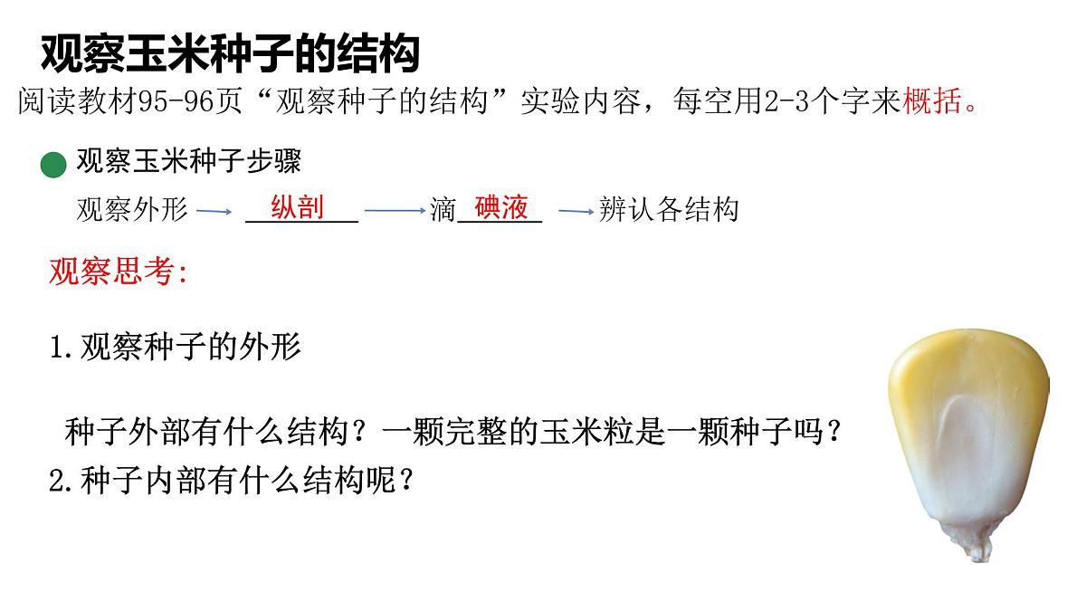 初中 生物 苏科版（2024）七年级下册5.11.1 种子的萌发（第一课时） 课件第6页