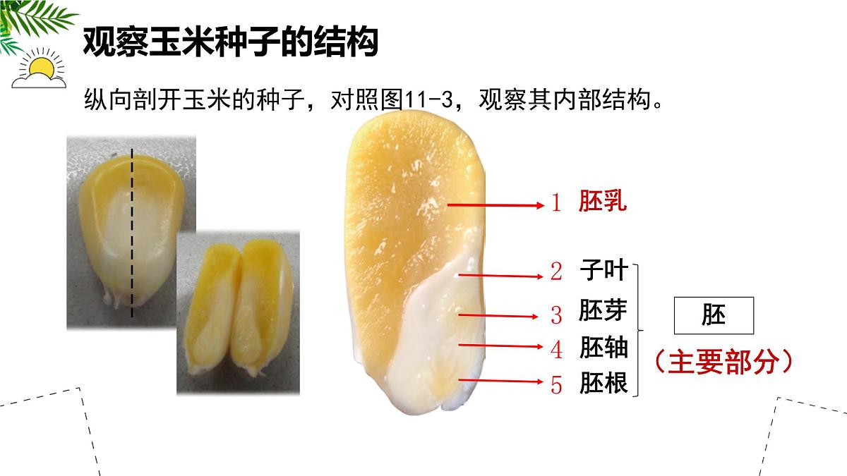 初中 生物 苏科版（2024）七年级下册5.11.1 种子的萌发（第一课时） 课件第7页