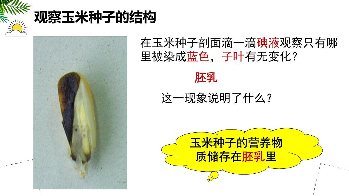 初中 生物 苏科版（2024）七年级下册5.11.1 种子的萌发（第一课时） 课件第8页