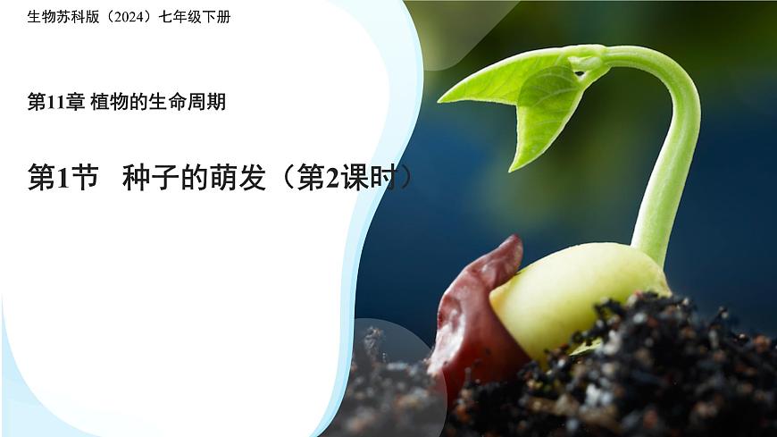 初中 生物 苏科版（2024）七年级下册5.11.1 种子的萌发（第2课时） 课件第1页
