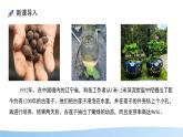 初中 生物 蘇科版（2024）七年級下冊5.11.1 種子的萌發(fā)（第2課時） 課件