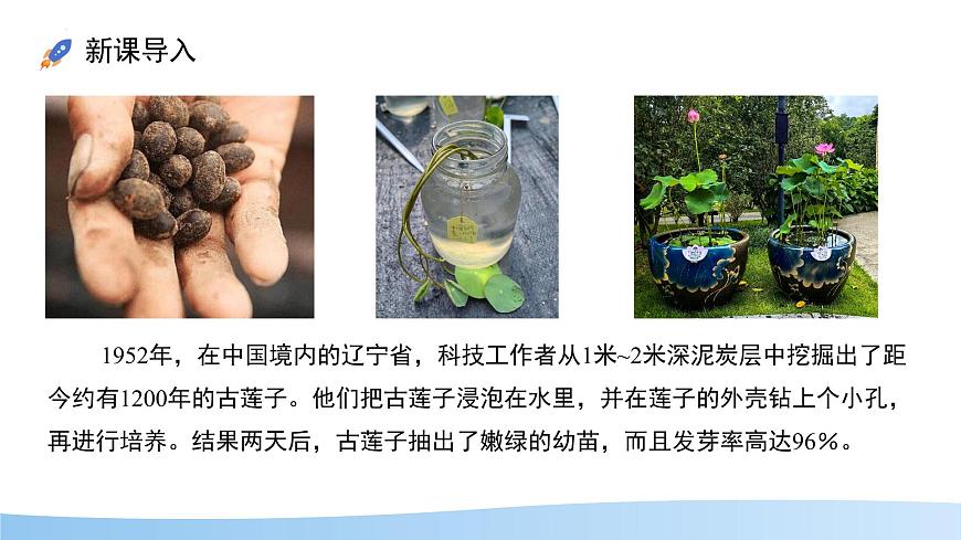 初中 生物 苏科版（2024）七年级下册5.11.1 种子的萌发（第2课时） 课件第4页