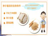 初中 生物 蘇科版（2024）七年級下冊5.11.1 種子的萌發(fā) 課件