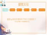 初中 生物 蘇科版（2024）七年級下冊5.11.1 種子的萌發(fā) 課件
