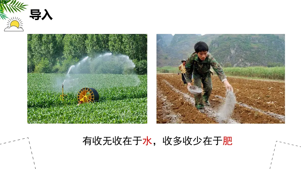 初中 生物 苏科版（2024）七年级下册5.11.2 植物的生长（第2课时） 课件第3页