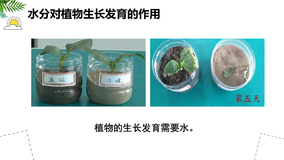 初中 生物 苏科版（2024）七年级下册5.11.2 植物的生长（第2课时） 课件第4页
