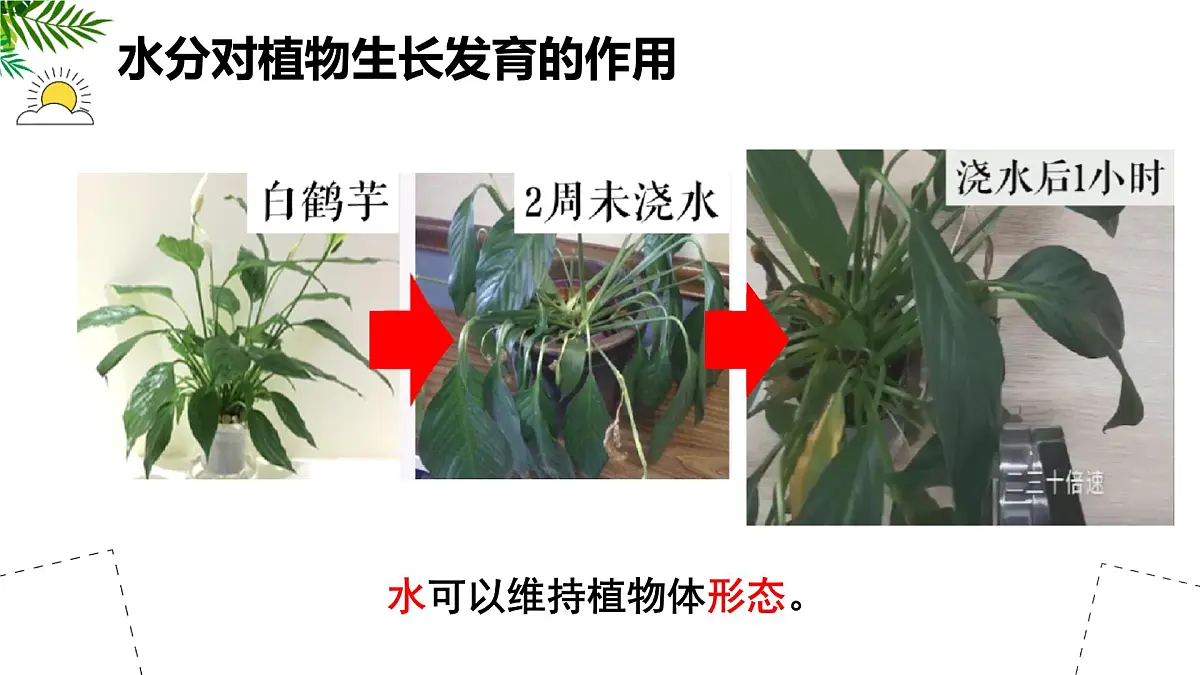 初中 生物 苏科版（2024）七年级下册5.11.2 植物的生长（第2课时） 课件第7页