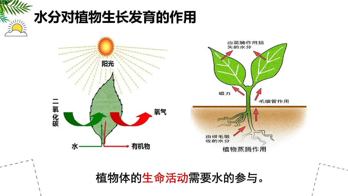 初中 生物 苏科版（2024）七年级下册5.11.2 植物的生长（第2课时） 课件第8页