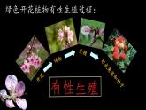 初中 生物 蘇科版（2024）七年級下冊5.11.3 植物的開花和結(jié)果（第一課時） 課件