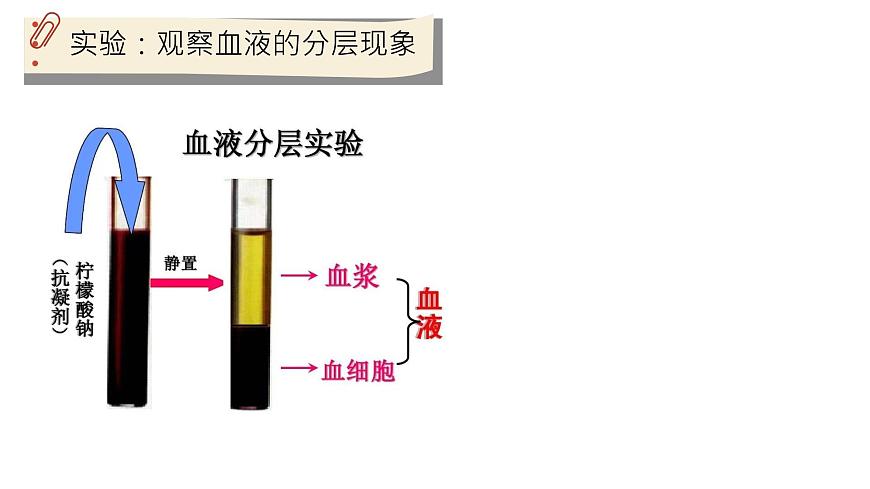 初中 生物 北师大版（2024）七年级下册4.7.1 血液 课件第5页