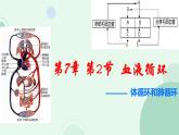 初中 生物 北師大版（2024）七年級下冊4.7.2 血液循環(huán) 課件