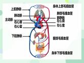 初中 生物 北師大版（2024）七年級下冊4.7.2 血液循環(huán) 課件