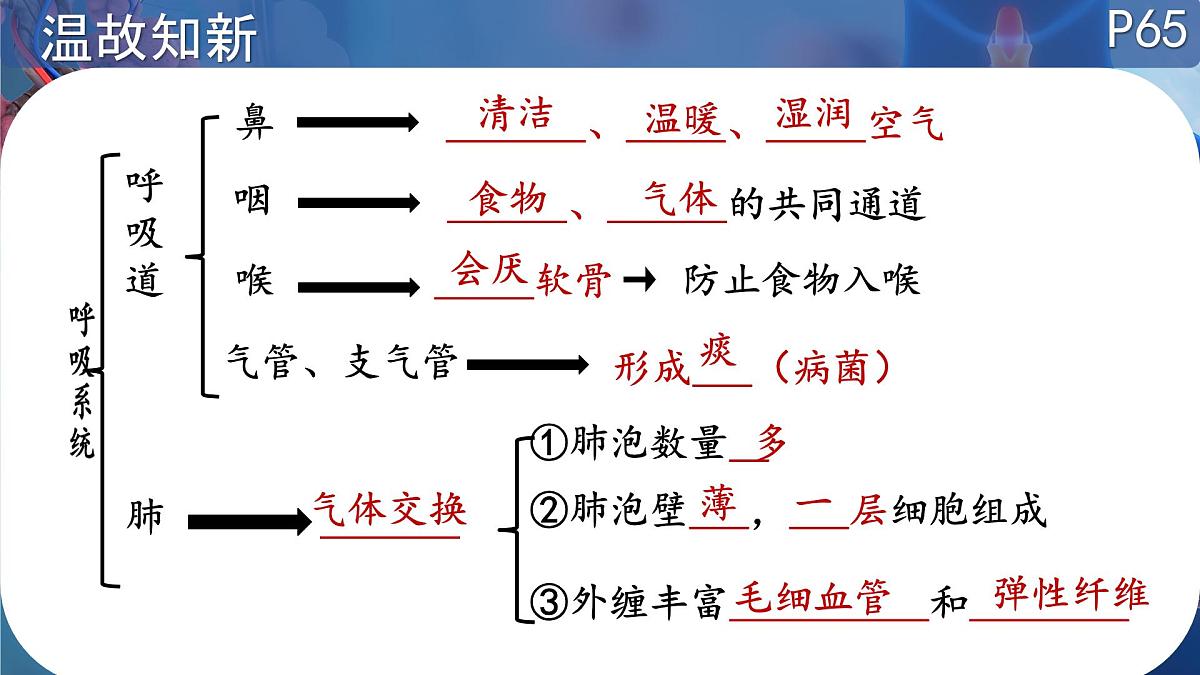 初中 生物 北师大版（2024）七年级下册4.8.2 人体细胞获得氧气的过程（呼吸运动）  课件第2页