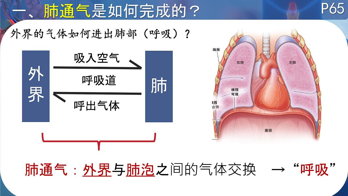 初中 生物 北师大版（2024）七年级下册4.8.2 人体细胞获得氧气的过程（呼吸运动）  课件第3页