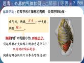 初中 生物 北師大版（2024）七年級(jí)下冊(cè)4.8.2 人體細(xì)胞獲得氧氣的過(guò)程（呼吸運(yùn)動(dòng)）  課件