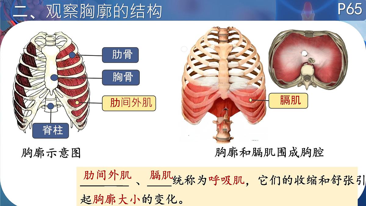 初中 生物 北师大版（2024）七年级下册4.8.2 人体细胞获得氧气的过程（呼吸运动）  课件第5页