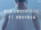 初中 生物 北師大版（2024）七年級下冊4.9.3  皮膚與汗液分泌 課件