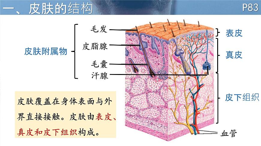 初中 生物 北师大版（2024）七年级下册4.9.3  皮肤与汗液分泌 课件第2页