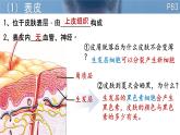 初中 生物 北師大版（2024）七年級下冊4.9.3  皮膚與汗液分泌 課件