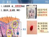 初中 生物 北師大版（2024）七年級下冊4.9.3  皮膚與汗液分泌 課件