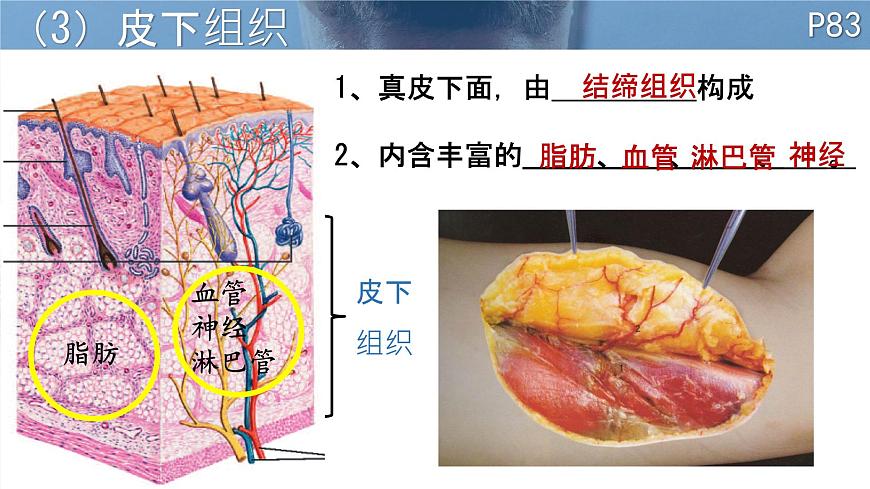 初中 生物 北师大版（2024）七年级下册4.9.3  皮肤与汗液分泌 课件第6页