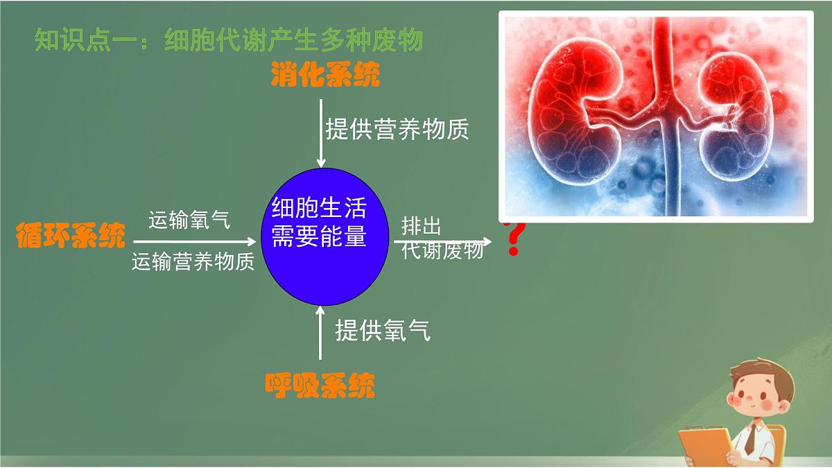 初中 生物 北师大版（2024）七年级下册4.9.1 人体产生的代谢废物 课件第3页