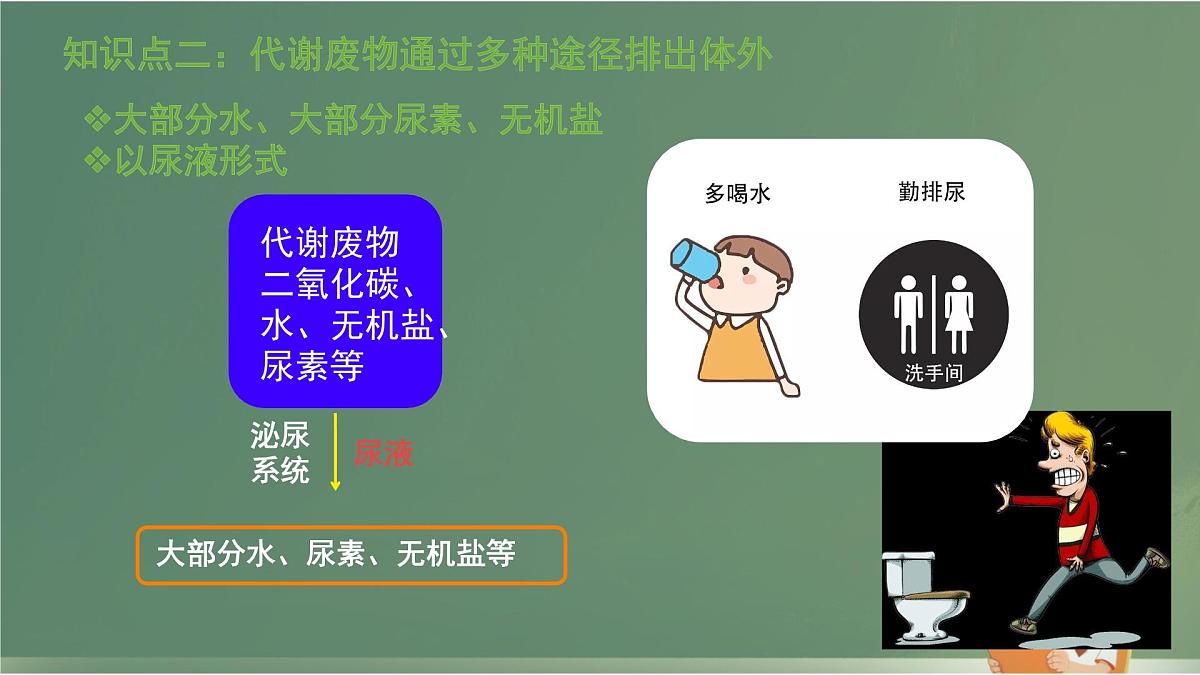 初中 生物 北师大版（2024）七年级下册4.9.1 人体产生的代谢废物 课件第7页