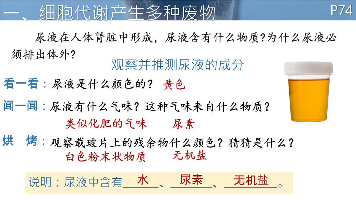 初中 生物 北师大版（2024）七年级下册4.9.1 人体产生的代谢废物 课件第3页