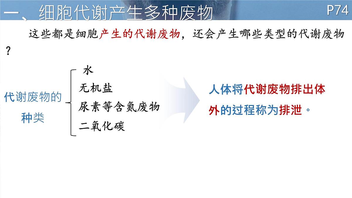 初中 生物 北师大版（2024）七年级下册4.9.1 人体产生的代谢废物 课件第4页