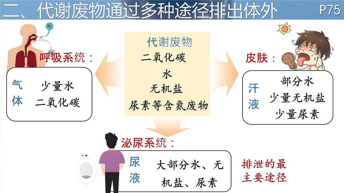 初中 生物 北师大版（2024）七年级下册4.9.1 人体产生的代谢废物 课件第5页
