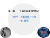 初中 生物 北師大版（2024）七年級下冊4.9.2 尿的形成與排出 課件