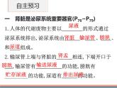初中 生物 北師大版（2024）七年級下冊4.9.2 尿的形成與排出 課件
