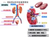 初中 生物 北師大版（2024）七年級下冊4.9.2 尿的形成與排出 課件