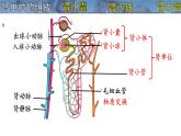 初中 生物 北師大版（2024）七年級下冊4.9.2 尿的形成與排出 課件