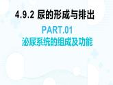 初中 生物 北師大版（2024）七年級下冊4.9.2 尿的形成與排出 課件