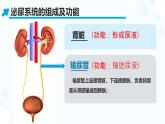 初中 生物 北師大版（2024）七年級下冊4.9.2 尿的形成與排出 課件