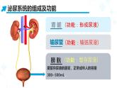 初中 生物 北師大版（2024）七年級下冊4.9.2 尿的形成與排出 課件