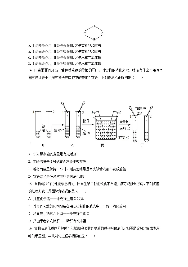 人教版(2024）七年级下册生物期末综合模拟测试卷（含答案）第3页