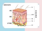 初中 生物 北師大版（2024）七年級下冊4.9.3 皮膚與汗液分泌 課件