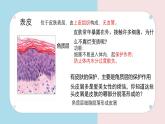 初中 生物 北師大版（2024）七年級下冊4.9.3 皮膚與汗液分泌 課件