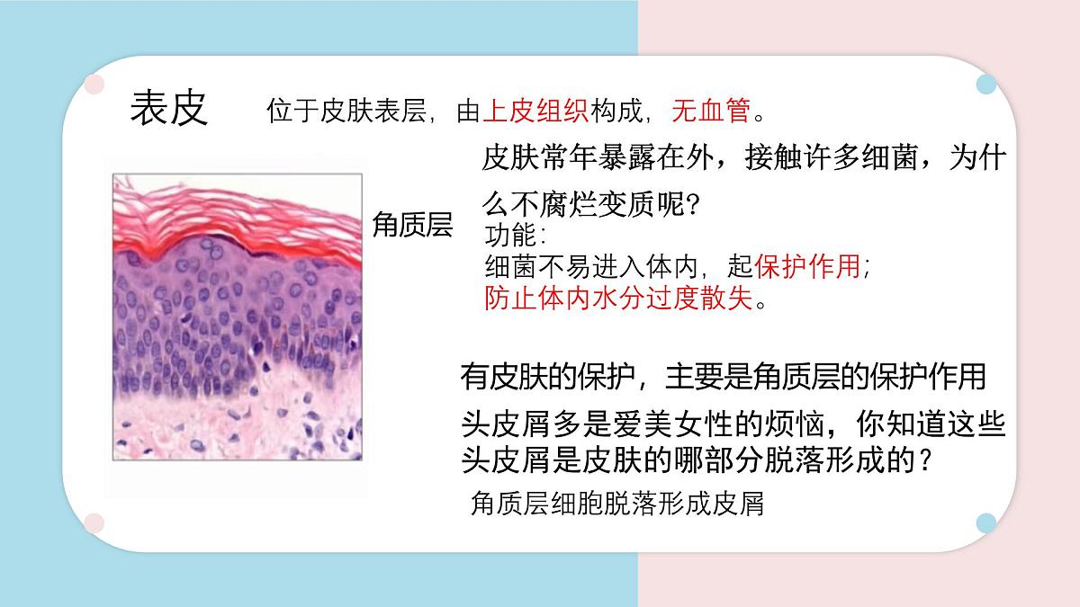 初中 生物 北师大版（2024）七年级下册4.9.3 皮肤与汗液分泌 课件第5页