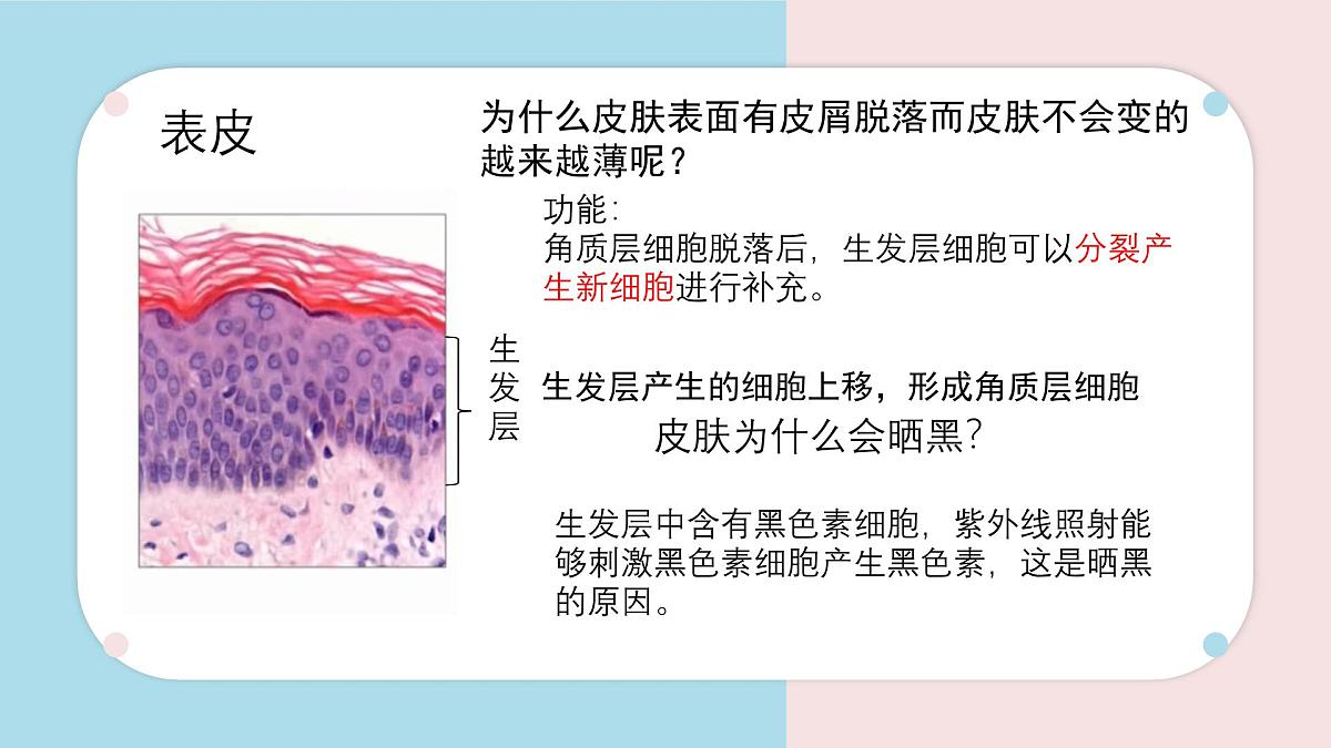 初中 生物 北师大版（2024）七年级下册4.9.3 皮肤与汗液分泌 课件第6页