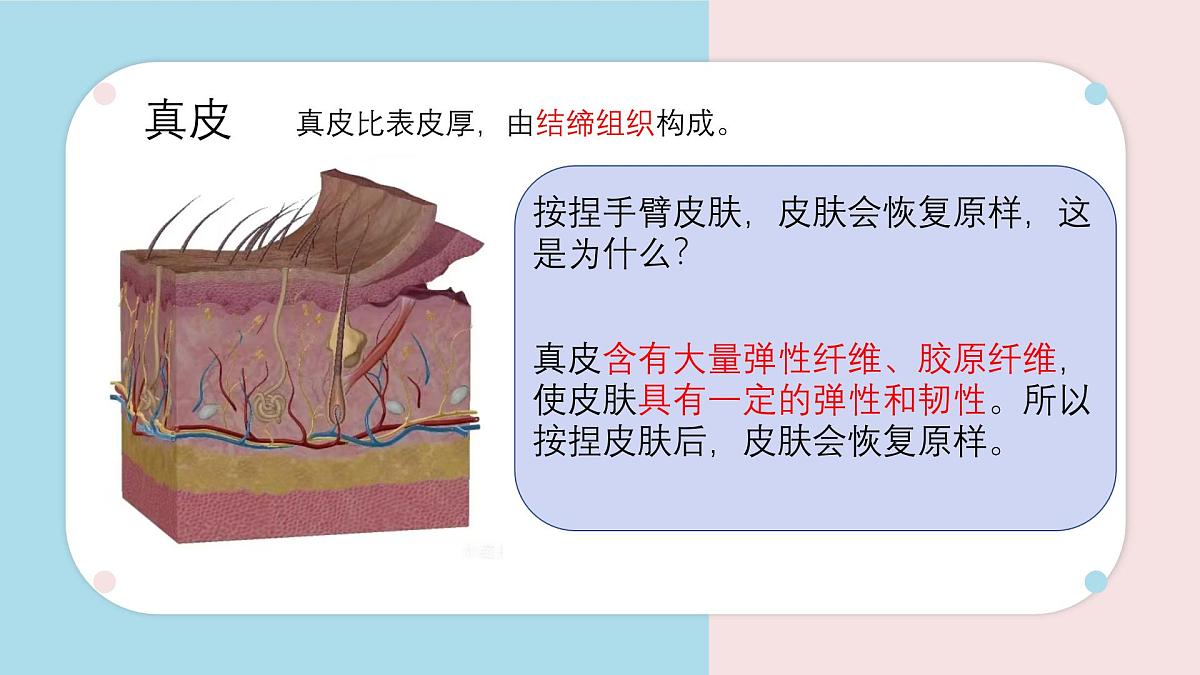 初中 生物 北师大版（2024）七年级下册4.9.3 皮肤与汗液分泌 课件第7页