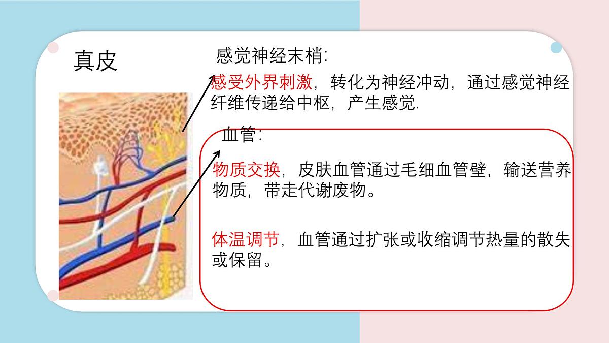 初中 生物 北师大版（2024）七年级下册4.9.3 皮肤与汗液分泌 课件第8页