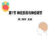 初中 生物 北師大版（2024）七年級下冊4.10.1 神經系統(tǒng)與神經調節(jié)第2 課時 課件