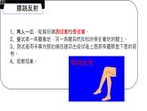 初中 生物 北師大版（2024）七年級下冊4.10.1 神經系統(tǒng)與神經調節(jié)第2 課時 課件
