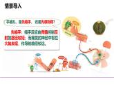 初中 生物 北師大版（2024）七年級下冊4.10.1 神經系統(tǒng)與神經調節(jié)(第2課時) 課件