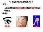 初中 生物 北師大版（2024）七年級下冊4.10.1 神經系統(tǒng)與神經調節(jié)(第2課時) 課件